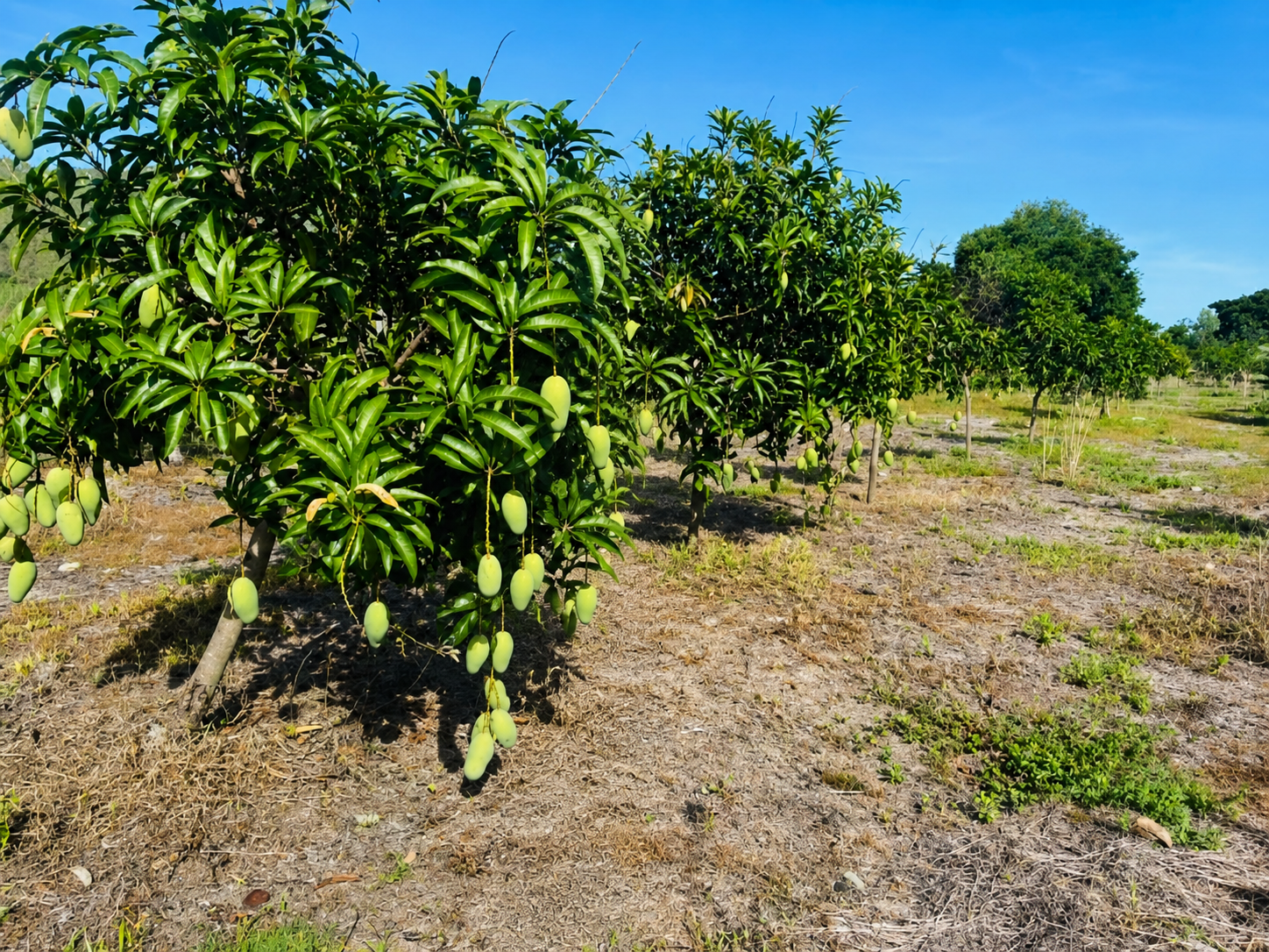 Mango trees laden with fresh fruit in the SanChio grove