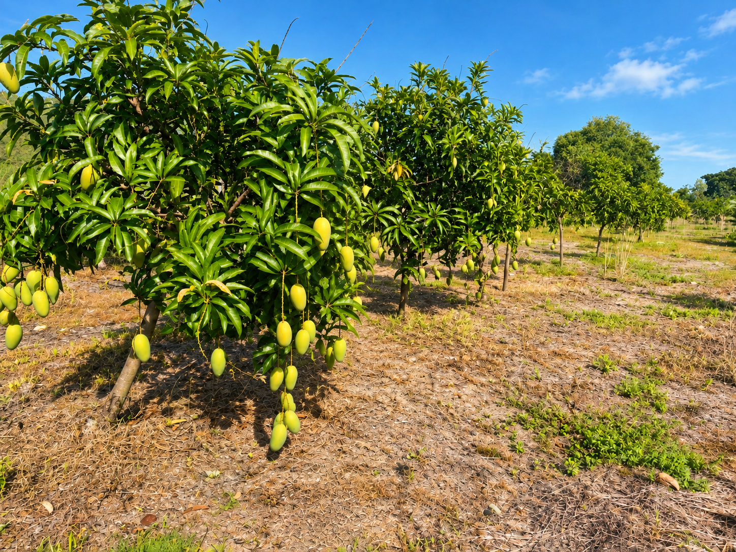 Mango trees laden with fresh fruit in the SanChio grove
