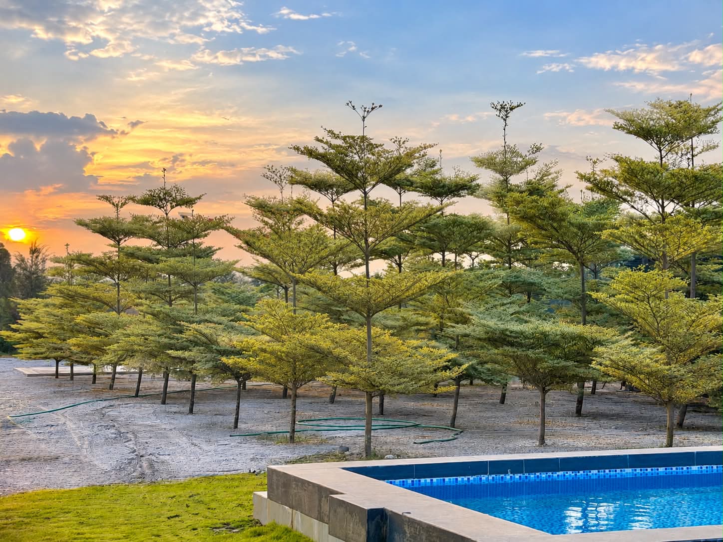 Swimming pool and grove at sunset